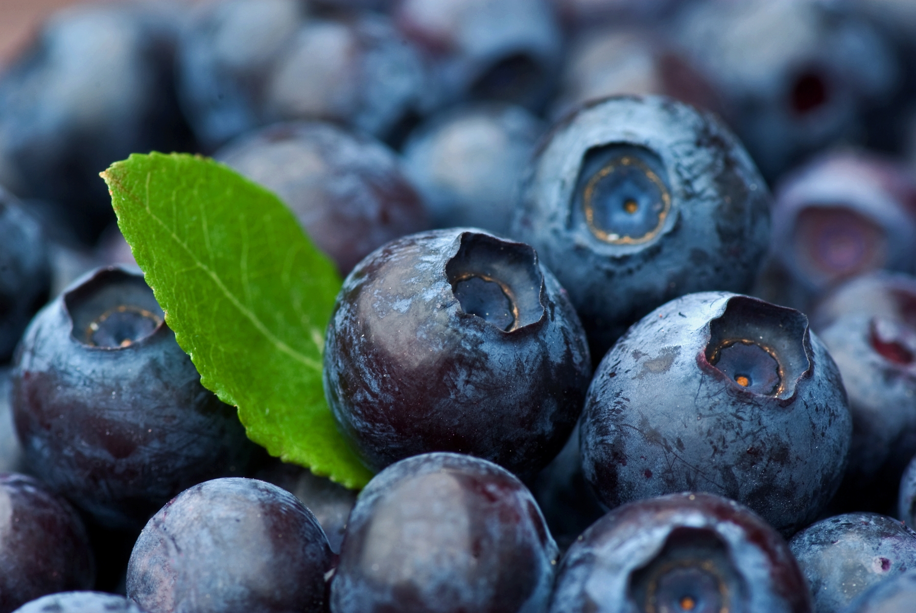 803078-blueberries